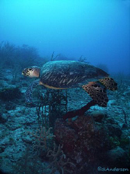 This photo was taken while making our way to the Port Nel... by Steven Anderson 